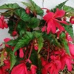 Begonia pendula List