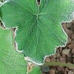 Pelargonium tomentosum Blatt