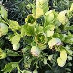 Helleborus foetidus Kwiat