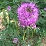 Cleome serrulata Flor