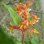 Palicourea triphylla Flor