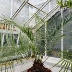 Microcycas calocoma Hábito