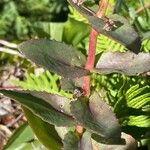 Hylotelephium maximum Leaf