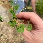 Ranunculus parviflorus Leaf