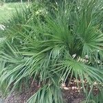 Chamaerops humilis Hábitos