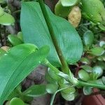 Commelina communis Liść