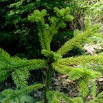 Picea engelmannii ഇല