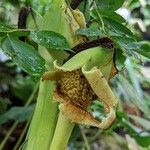 Colocasia gigantea Fruit