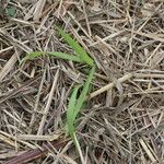 Urochloa mutica Leaf