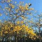 Handroanthus albus Flower