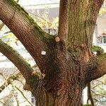 Catalpa ovata Kabuk