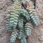 Sedum dasyphyllum Folha