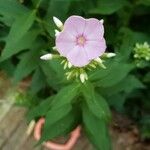 Phlox maculata Flor