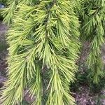 Cedrus deodara葉