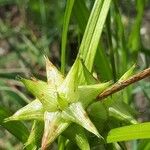 Carex grayi Fruto