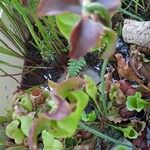Sarracenia purpurea 葉