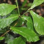 Psychotria orosiana Leaf