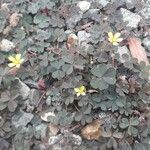 Oxalis corniculataÕis