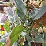 Philodendron hastatum Hoja