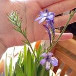 Babiana angustifolia Flower