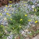 Diplotaxis tenuifolia Habit