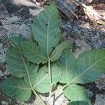 Allophylus rubifolius Folio