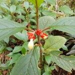 Glossoloma ichthyoderma Flor
