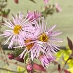 Ampelaster carolinianus Cvet