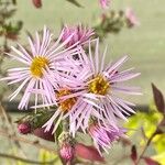 Ampelaster carolinianus Flower