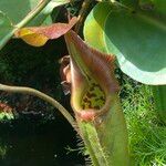Nepenthes truncata Blomma