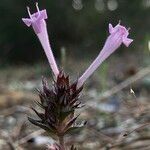 Thymus integer Flower