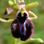 Ophrys incubacea Övriga