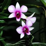 Dendrobium bigibbum 花