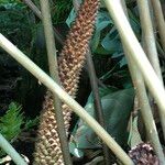 Ceratozamia hildae Fruit