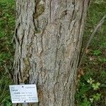 Carya ovata Bark