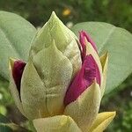 Rhododendron yakushimanum Flower