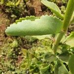 Kalanchoe densiflora Folha