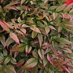 Nandina domestica Habit