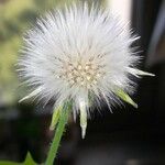 Sonchus oleraceus Fruit