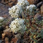 Ipomopsis congesta Habit