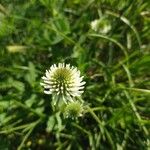 Trifolium montanum 花