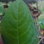 Petiveria alliacea Leaf