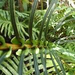 Blechnum subcordatum Leaf