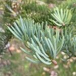 Abies concolor Blad