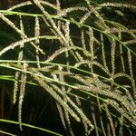 Paspalum plicatulum Fruit