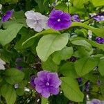 Brunfelsia pauciflora عادت داشتن