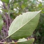 Grewia baillonii Hoja