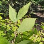 Stewartia malacodendron Fuelha