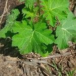 Solanum stramoniifolium Lehti