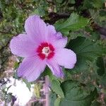 Hibiscus syriacusFlower